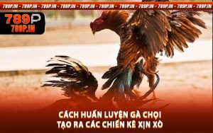 Cách Huấn Luyện Gà Chọi - Tạo Ra Các Chiến Kê Xịn Xò